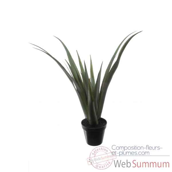 Aloe ferox x24 en pot 70cm Louis Maes -40128.727