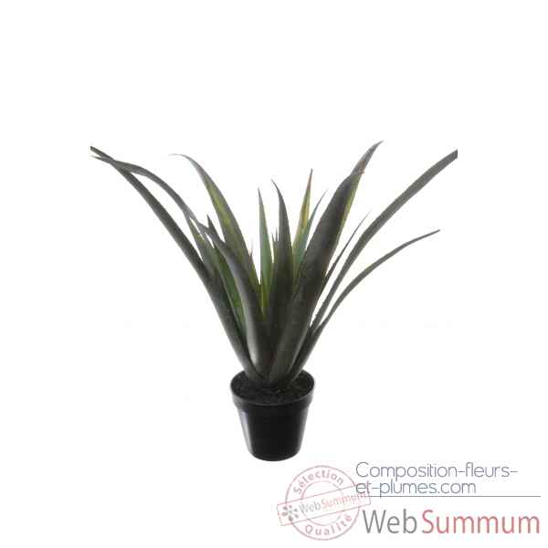 Aloe ferox x24 en pot 75cm Louis Maes -40128.605