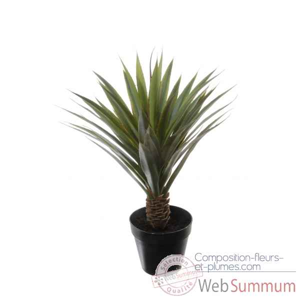 Aloe ferox x45 en pot 72cm Louis Maes -40129.605