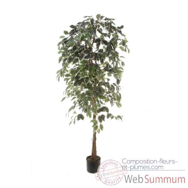 Ficus benjamina bi-color Louis Maes -40103.150