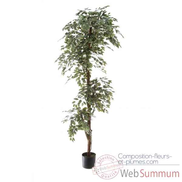 Ficus topiary bi-color Louis Maes -40105.180
