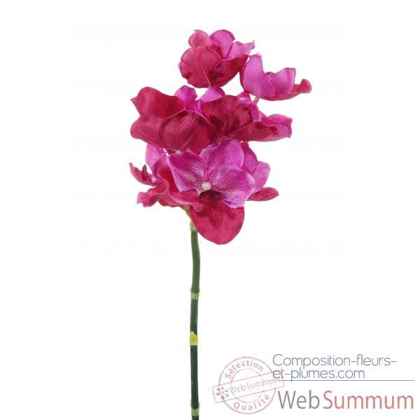 Orchidee x 12 Louis Maes -04867.450