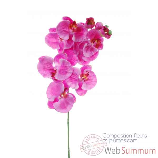 Phalaenopsis x8 Louis Maes -05863.630