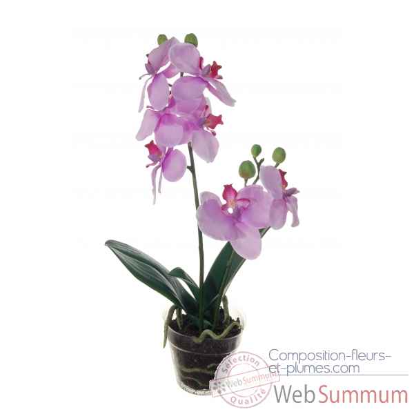 Tina orchidée 34cm en pot Louis Maes -80115.628