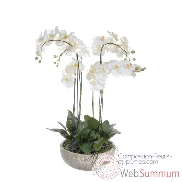 Orchidee Dahlia Renoncule