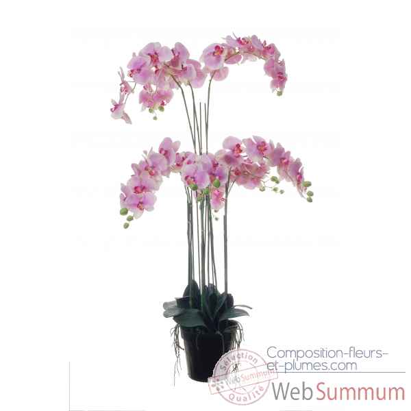 Tina phalaenopsis x9 in pot 115cm Louis Maes -80149.628